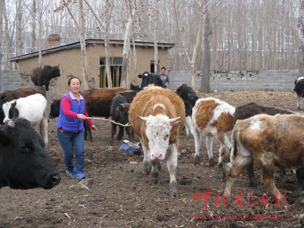 阿榮旗全力打造呼倫貝爾肉業(yè)基地核心區(qū)