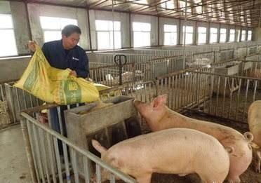 禁止养泔水猪是饲料厂的一种营销手段?是真的吗?看完就能明白!