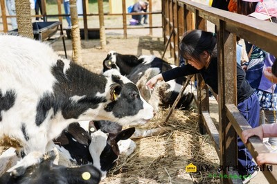 中国奶业新锐力量认养一头牛荣获现代化等级评价(5A级)殊荣